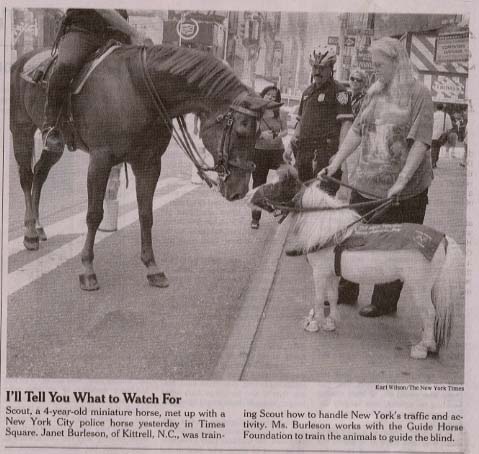 Guide Horse trainee meets Police horse in Times Square, NY