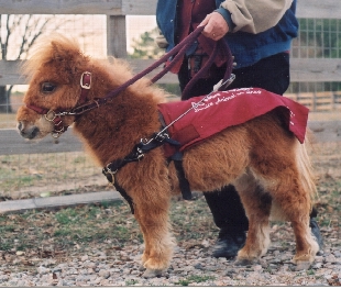 Cuddles in Harness - Copyright (c) 2001 by Cathleen MacDonald